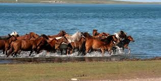 chevaux mongols.jpg
