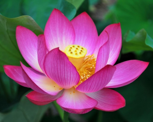 lotus-sacre-nelumbo-nucifera-01.jpg
