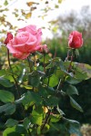 2012 11 Roses Chat et Modus 004.jpg